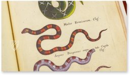 Historia Naturalis: De Exanguibus Acuaticis et Serpentibus – Privatsammlung Faksimile
