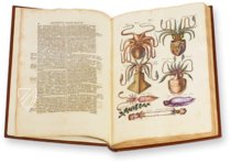 Historia Naturalis: De Exanguibus Acuaticis et Serpentibus – Siloé, arte y bibliofilia – Privatsammlung