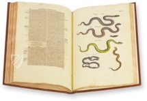 Historia Naturalis: De Exanguibus Acuaticis et Serpentibus – Siloé, arte y bibliofilia – Privatsammlung