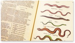 Historia Naturalis: De Exanguibus Acuaticis et Serpentibus – Siloé, arte y bibliofilia – Privatsammlung