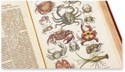 Historia Naturalis: De Exanguibus Acuaticis et Serpentibus – Siloé, arte y bibliofilia – Privatsammlung