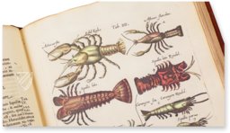 Historia Naturalis: De Exanguibus Acuaticis et Serpentibus – Siloé, arte y bibliofilia – Privatsammlung