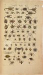 Historia Naturalis: De Insectis – Privatsammlung Faksimile