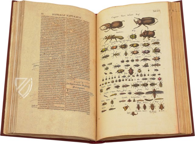 Historia Naturalis: De Insectis – Siloé, arte y bibliofilia – Privatsammlung