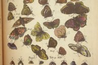 Historia Naturalis: De Insectis – Siloé, arte y bibliofilia – Privatsammlung