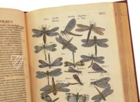 Historia Naturalis: De Insectis – Siloé, arte y bibliofilia – Privatsammlung