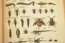 Historia Naturalis: De Insectis – Siloé, arte y bibliofilia – Privatsammlung