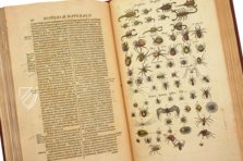 Historia Naturalis: De Insectis – Siloé, arte y bibliofilia – Privatsammlung