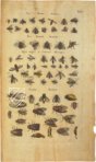 Historia Naturalis: De Insectis – Siloé, arte y bibliofilia – Privatsammlung