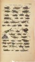 Historia Naturalis: De Insectis – Siloé, arte y bibliofilia – Privatsammlung