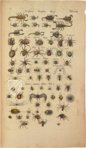 Historia Naturalis: De Insectis – Siloé, arte y bibliofilia – Privatsammlung