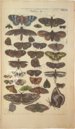 Historia Naturalis: De Insectis – Siloé, arte y bibliofilia – Privatsammlung