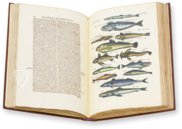 Historia Naturalis: De Piscibus et Cetis – Privatsammlung Faksimile