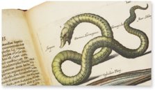 Historia Naturalis: De Piscibus et Cetis – Privatsammlung Faksimile