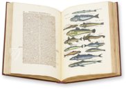 Historia Naturalis: De Piscibus et Cetis – Siloé, arte y bibliofilia – Privatsammlung