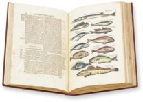 Historia Naturalis: De Piscibus et Cetis – Siloé, arte y bibliofilia – Privatsammlung