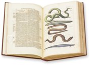 Historia Naturalis: De Piscibus et Cetis – Siloé, arte y bibliofilia – Privatsammlung