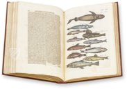 Historia Naturalis: De Piscibus et Cetis – Siloé, arte y bibliofilia – Privatsammlung