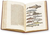 Historia Naturalis: De Piscibus et Cetis – Siloé, arte y bibliofilia – Privatsammlung