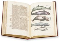 Historia Naturalis: De Piscibus et Cetis – Siloé, arte y bibliofilia – Privatsammlung