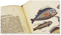 Historia Naturalis: De Piscibus et Cetis – Siloé, arte y bibliofilia – Privatsammlung