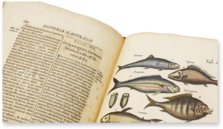 Historia Naturalis: De Piscibus et Cetis – Siloé, arte y bibliofilia – Privatsammlung