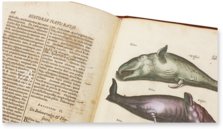 Historia Naturalis: De Piscibus et Cetis – Siloé, arte y bibliofilia – Privatsammlung