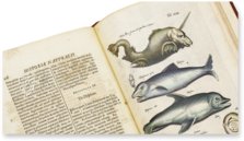 Historia Naturalis: De Piscibus et Cetis – Siloé, arte y bibliofilia – Privatsammlung