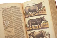 Historia Naturalis: De Quadrupedibus – Privatsammlung Faksimile