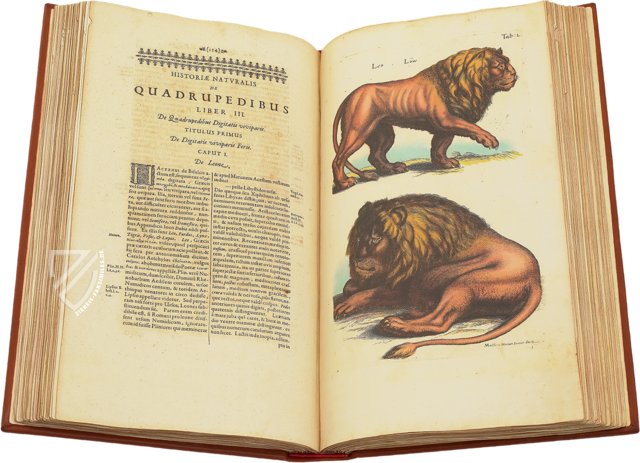 Historia Naturalis: De Quadrupedibus – Siloé, arte y bibliofilia – Privatsammlung