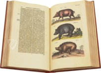 Historia Naturalis: De Quadrupedibus – Siloé, arte y bibliofilia – Privatsammlung