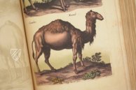 Historia Naturalis: De Quadrupedibus – Siloé, arte y bibliofilia – Privatsammlung