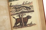 Historia Naturalis: De Quadrupedibus – Siloé, arte y bibliofilia – Privatsammlung