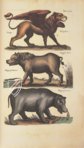 Historia Naturalis: De Quadrupedibus – Siloé, arte y bibliofilia – Privatsammlung