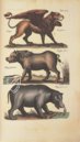 Historia Naturalis: De Quadrupedibus – Siloé, arte y bibliofilia – Privatsammlung