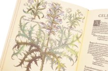 Hortus Eystettensis – Aboca Museum – SJ II 2892-2894 – Universitätsbibliothek (Eichstätt, Deutschland)