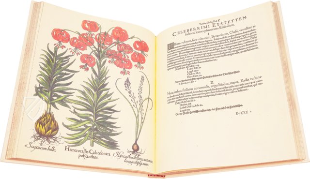 Hortus Eystettensis – Aboca Museum – SJ II 2892-2894 – Universitätsbibliothek Eichstätt-Ingolstadt (Eichstätt, Deutschland)