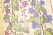 Hortus Eystettensis – Aboca Museum – SJ II 2892-2894 – Universitätsbibliothek Eichstätt-Ingolstadt (Eichstätt, Deutschland)