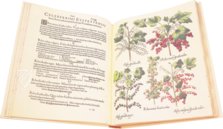 Hortus Eystettensis – Aboca Museum – SJ II 2892-2894 – Universitätsbibliothek Eichstätt-Ingolstadt (Eichstätt, Deutschland)