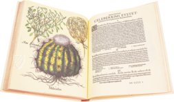 Hortus Eystettensis – Aboca Museum – SJ II 2892-2894 – Universitätsbibliothek Eichstätt-Ingolstadt (Eichstätt, Deutschland)