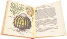 Hortus Eystettensis – Aboca Museum – SJ II 2892-2894 – Universitätsbibliothek Eichstätt-Ingolstadt (Eichstätt, Deutschland)