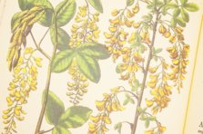 Hortus Eystettensis – Aboca Museum – SJ II 2892-2894 – Universitätsbibliothek Eichstätt-Ingolstadt (Eichstätt, Deutschland)