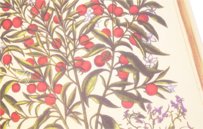 Hortus Eystettensis – Aboca Museum – SJ II 2892-2894 – Universitätsbibliothek Eichstätt-Ingolstadt (Eichstätt, Deutschland)