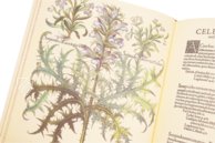 Hortus Eystettensis – Aboca Museum – SJ II 2892-2894 – Universitätsbibliothek Eichstätt-Ingolstadt (Eichstätt, Deutschland)