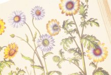 Hortus Eystettensis – Aboca Museum – SJ II 2892-2894 – Universitätsbibliothek Eichstätt-Ingolstadt (Eichstätt, Deutschland)