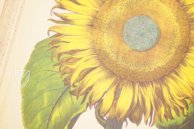 Hortus Eystettensis – Aboca Museum – SJ II 2892-2894 – Universitätsbibliothek Eichstätt-Ingolstadt (Eichstätt, Deutschland)