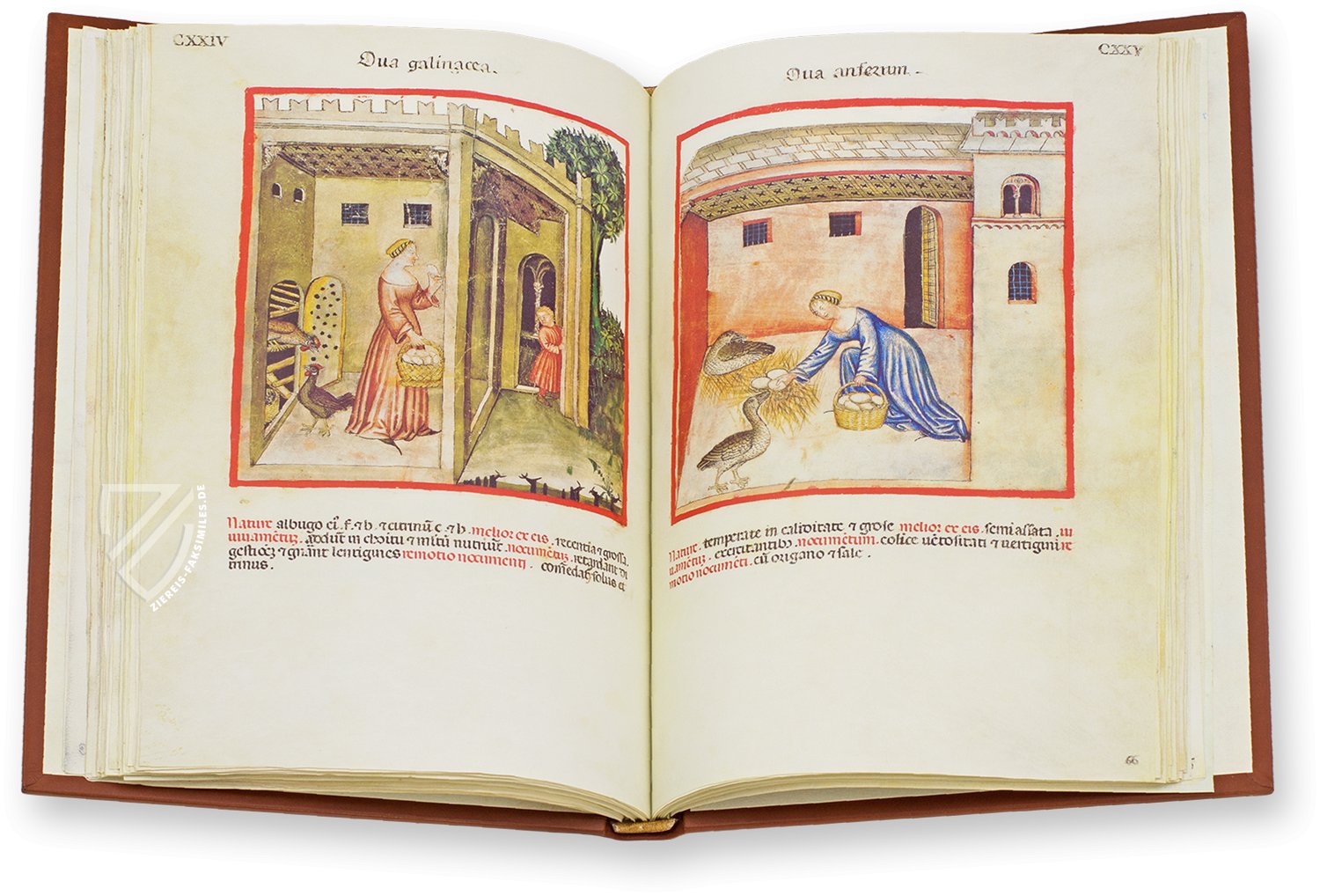 Hühnereier (ova galinacea) und Gänseeier (ova anserum) im Theatrum Sanitatis