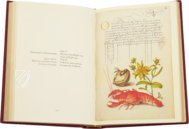 Kalligraphiebuch – Faksimile Verlag – Ms. 20 (86. MV. 527) – J. Paul Getty Museum (Los Angeles, USA)