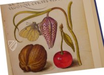 Kalligraphiebuch – Faksimile Verlag – Ms. 20 (86. MV. 527) – J. Paul Getty Museum (Los Angeles, USA)