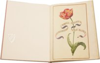 Karlsruher Tulpenbuch – Landeskreditbank Baden-Württemberg – Cod. Karlsruhe 3302 – Badische Landesbibliothek (Karlsruhe, Deutschland)